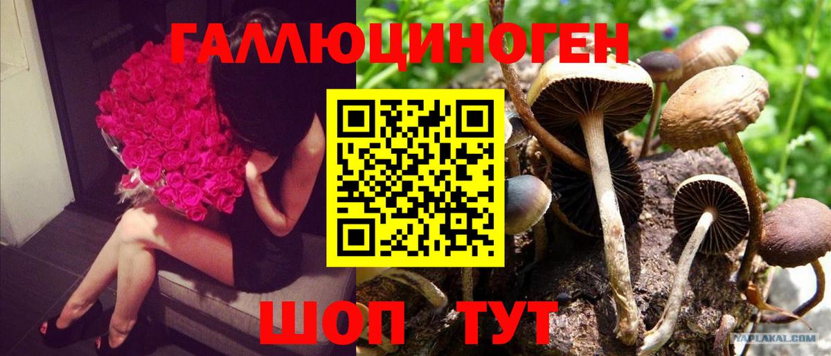 Псилоцибиновые грибы ЛСД  Вход с VPN  Псилоцибиновые грибы прущие грибы  сколько стоит  Тольятти 
